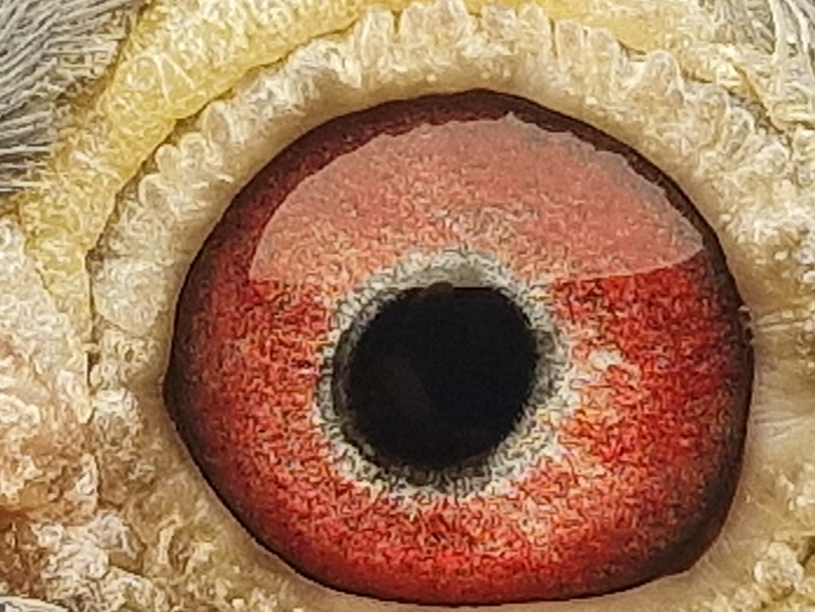 Pigeon eye